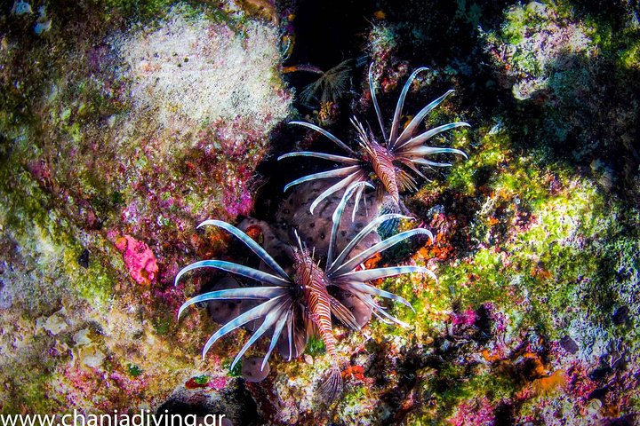 Boat Trip in Crete with Guided Snorkeling and Free Pick up!