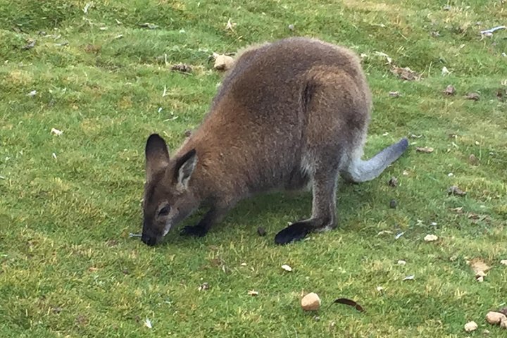 Cradle Mountain Day Tour from Launceston Including Lunch