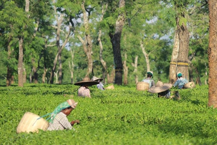 Dibrugarh Tea Tour, Singpho village with lunch, Digboi oil museum