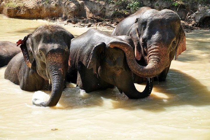 3-in-1: Doi Inthanon Tour, Elephant Sanctuary, and Trekking Trail
