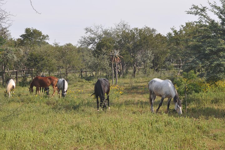 Guided Pony Riding in the Tranquil Surroundings of the Notwane Dam