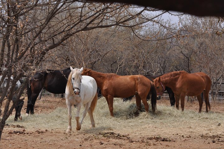 Guided Pony Riding in the Tranquil Surroundings of the Notwane Dam