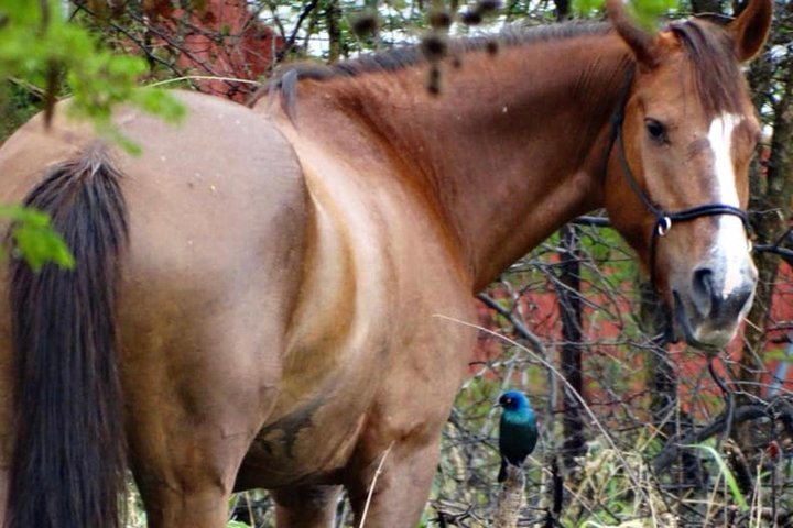 Guided Pony Riding in the Tranquil Surroundings of the Notwane Dam