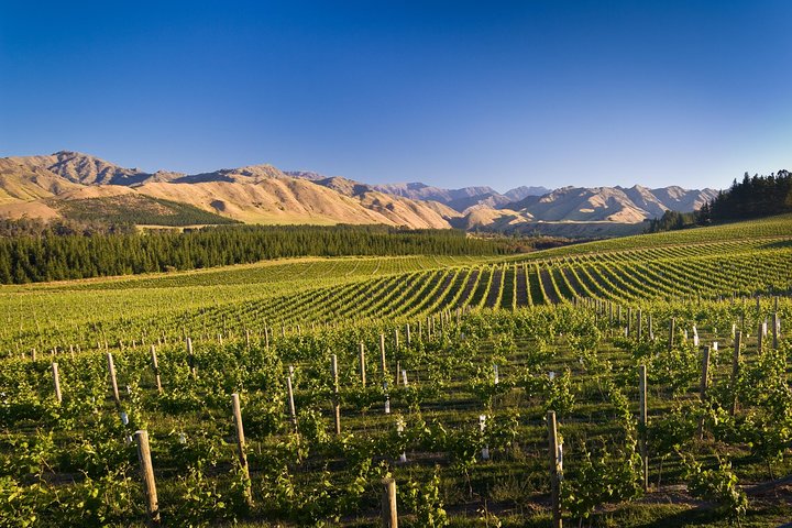 Half-Day Marlborough Wine Tour & Beer Tour