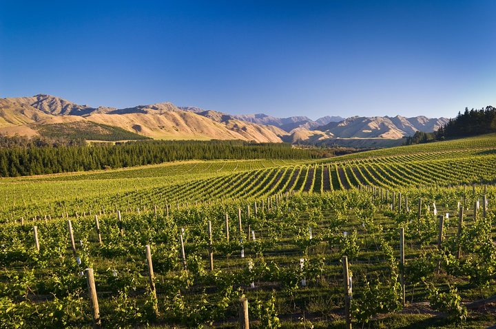 Full Day Winemakers Tour in Marlborough