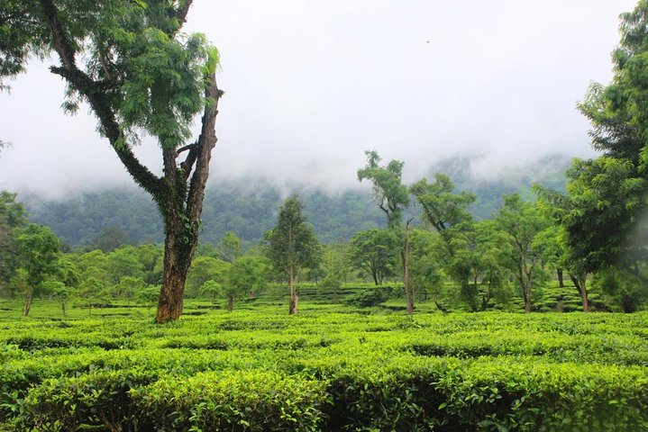 Dibrugarh Tea Tour, Singpho village with lunch, Digboi oil museum