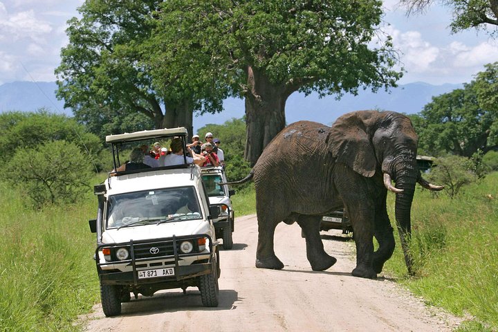 Tarangire National Park: Guided Day Tour from Arusha