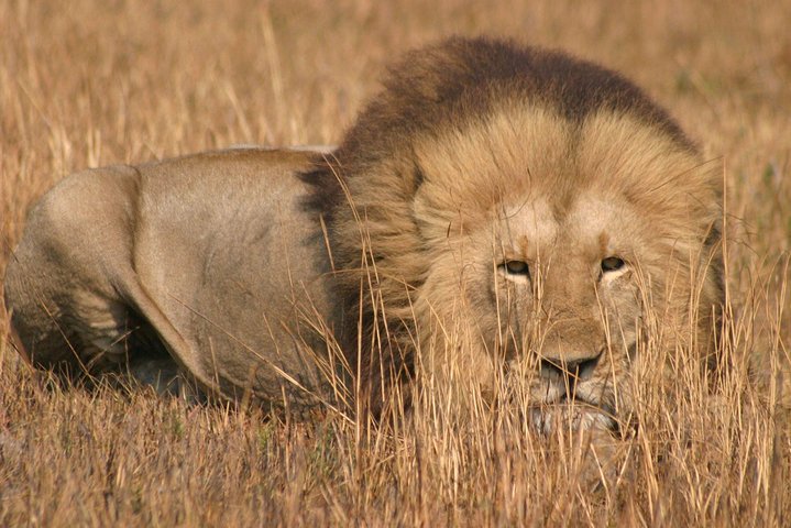 Kanzwa short holiday break -2 Nights Safari Kafue National Park