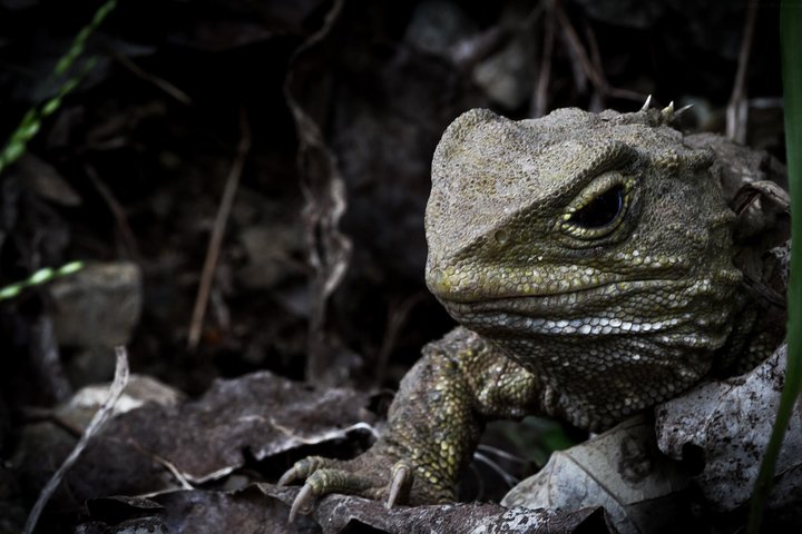 Zealandia Small Group Eco Wildlife Night Tour