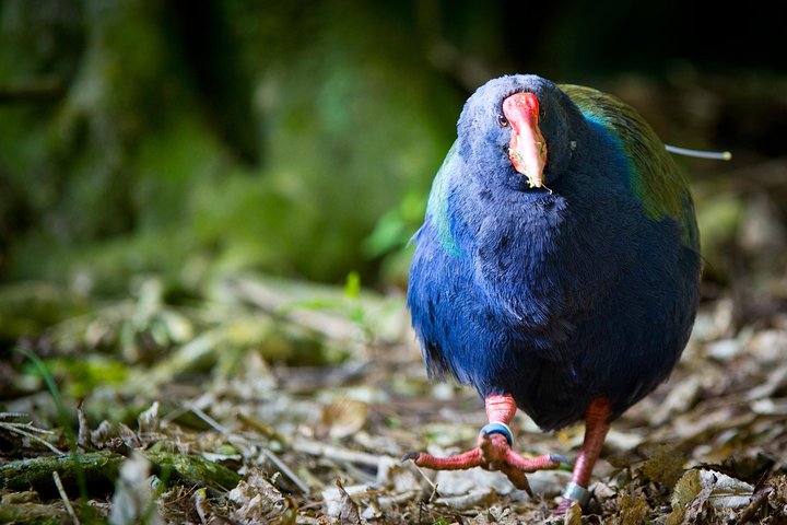 Zealandia Small Group Eco Wildlife Night Tour