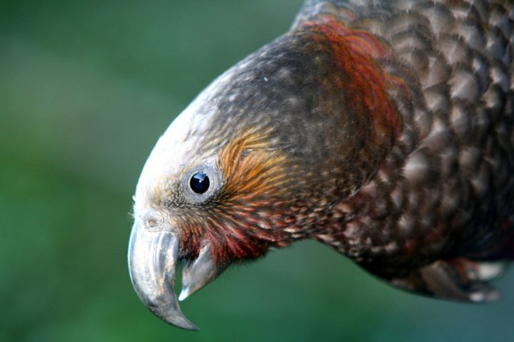 Zealandia Small Group Eco Wildlife Night Tour