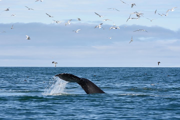 The Original Classic Whale Watching from Reykjavik