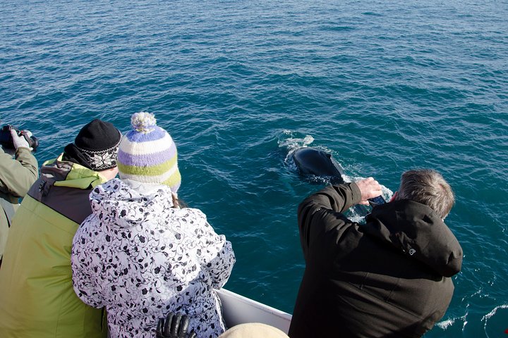The Original Classic Whale Watching from Reykjavik