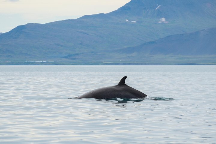 The Original Classic Whale Watching from Reykjavik