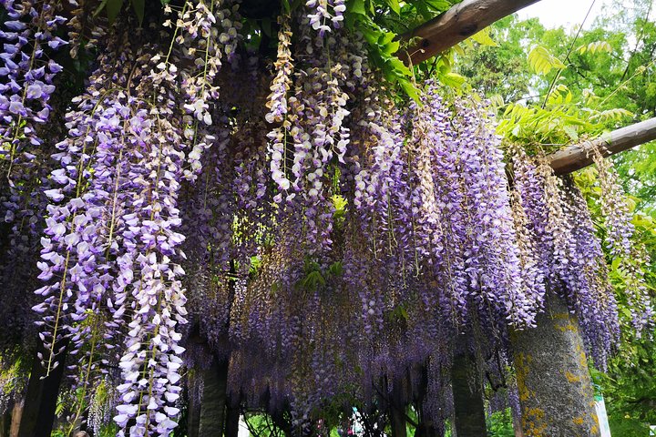 Day Trip Flower Island of Mainau including Meersburg