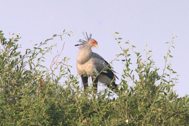 Kanzwa short holiday break -2 Nights Safari Kafue National Park