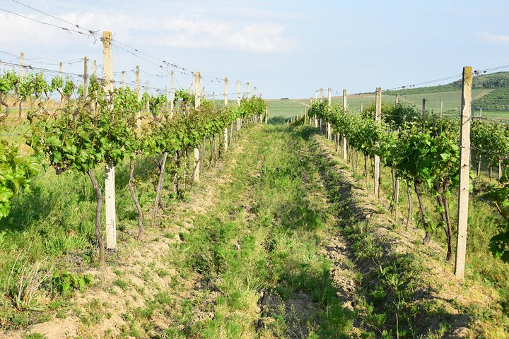 4 days - Wine tasting & Spa (small group minimum 2 people & maximum 4 people)