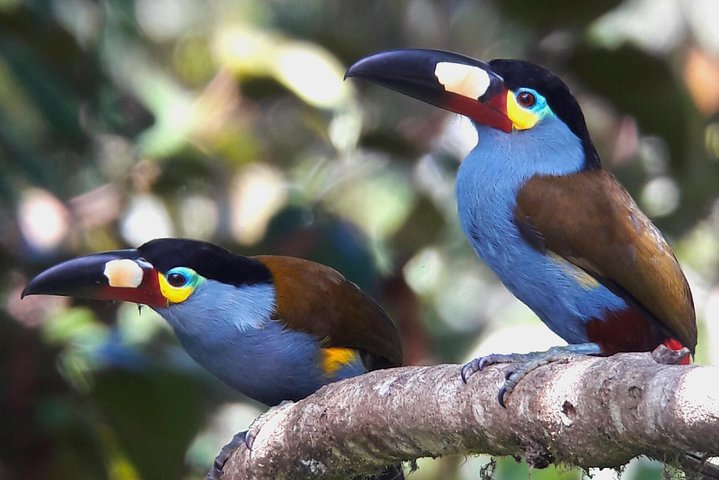 Birding Tour