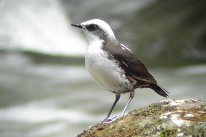 Birding Tour