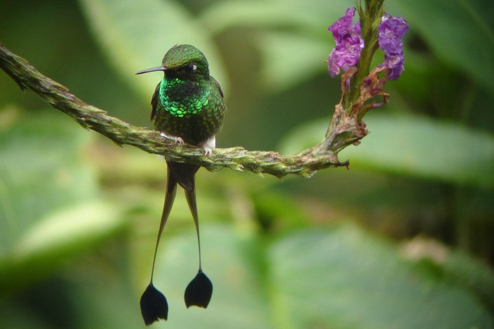 Birding Tour