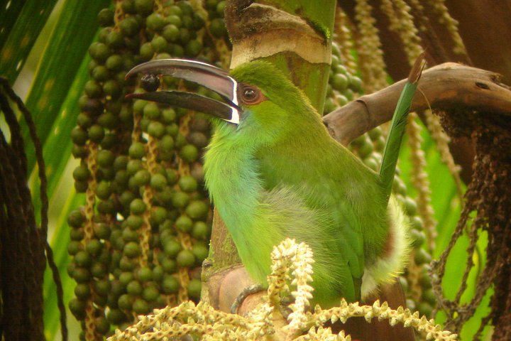 Birding Tour