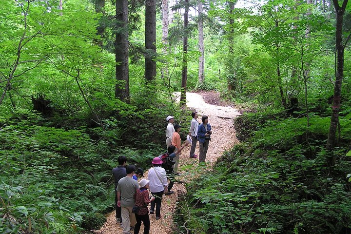 Shiratani-Unsuikyo Trekking Tour in Yakushima Island