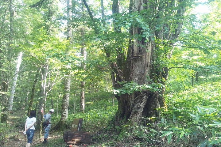 Shiratani-Unsuikyo Trekking Tour in Yakushima Island