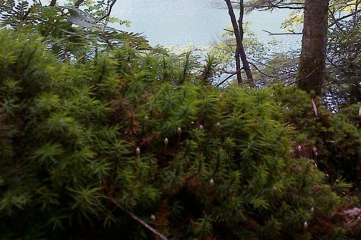 Shiratani-Unsuikyo Trekking Tour in Yakushima Island