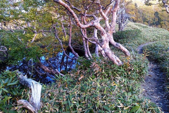 Shiratani-Unsuikyo Trekking Tour in Yakushima Island