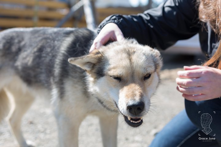 Sled Dog Adventure and Pan for Gold in the Yukon
