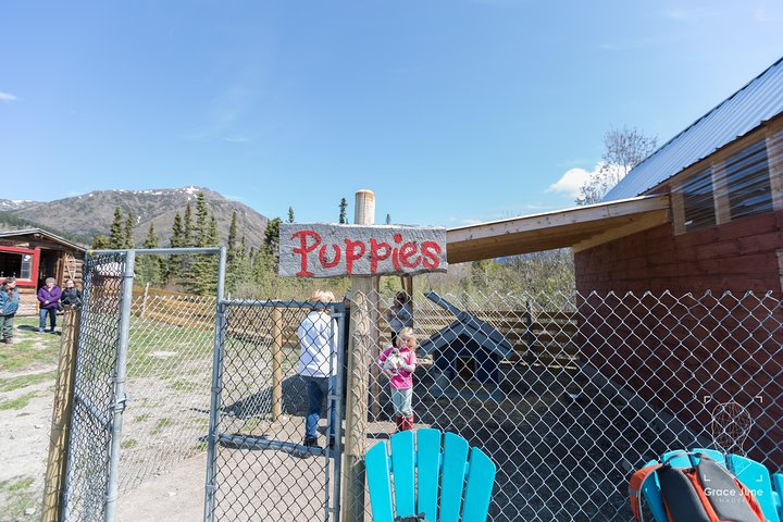 Sled Dog Adventure and Pan for Gold in the Yukon