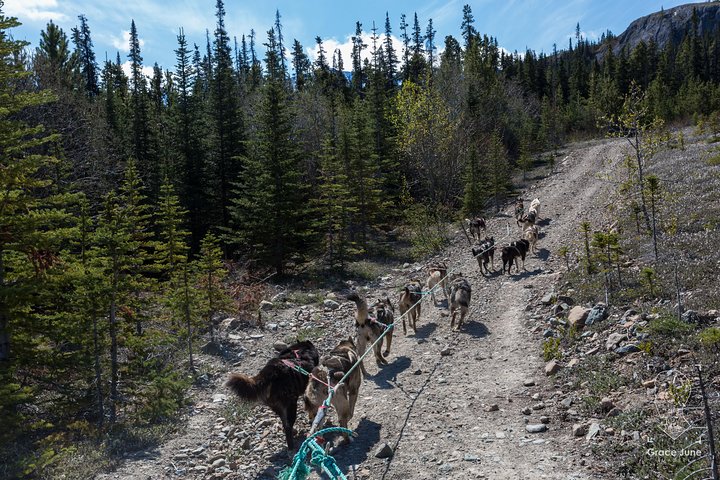 Sled Dog Adventure and Pan for Gold in the Yukon
