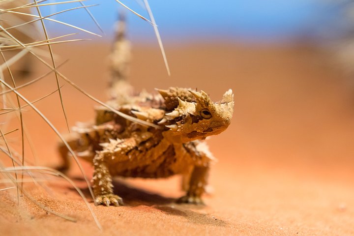 Alice Springs Desert Park General Entry Ticket