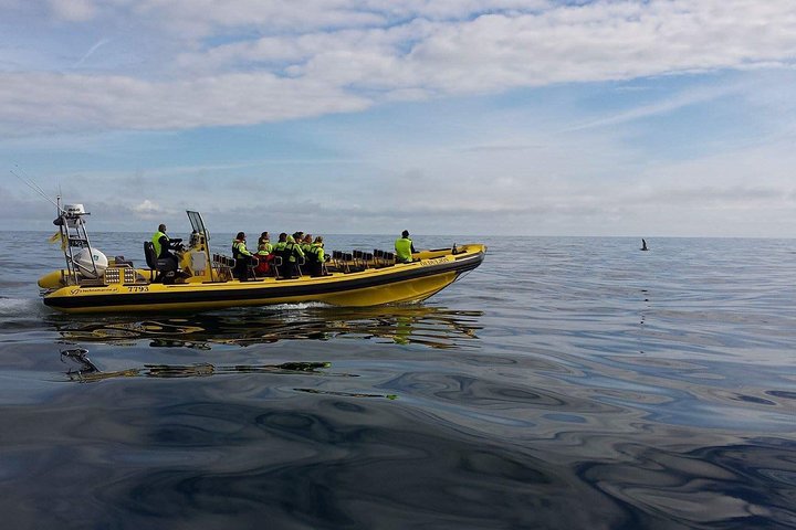 1-Hour Small Group Sightseeing Boat Tour in Vestmannaeyjar