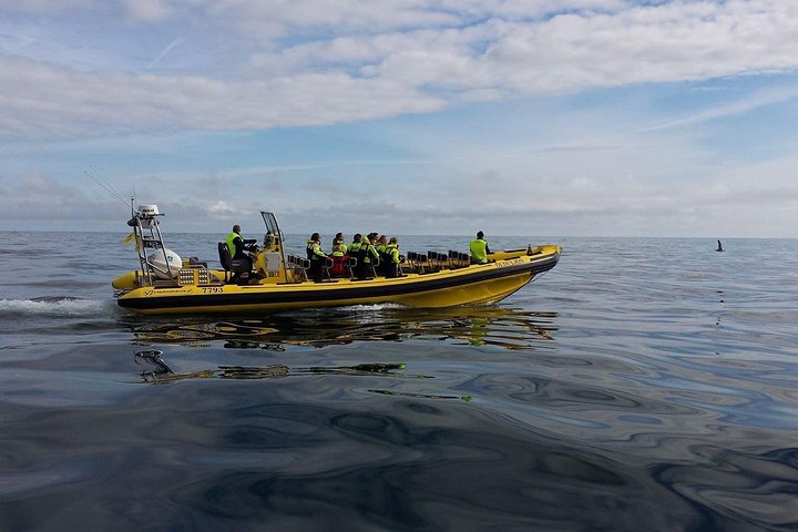 2 hour Round Trip in Vestmannaeyjar on a RIB Boat
