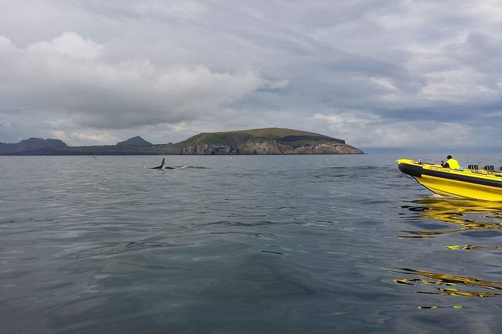 2 hour Round Trip in Vestmannaeyjar on a RIB Boat