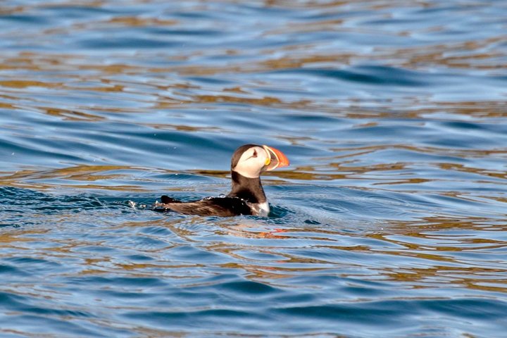 Dingle Sea Safari - Rib boat tour in Dingle Bay