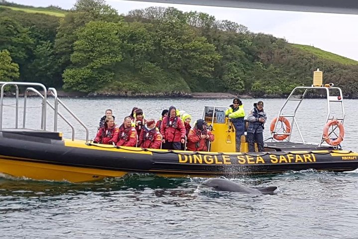 Dingle Sea Safari - Rib boat tour in Dingle Bay