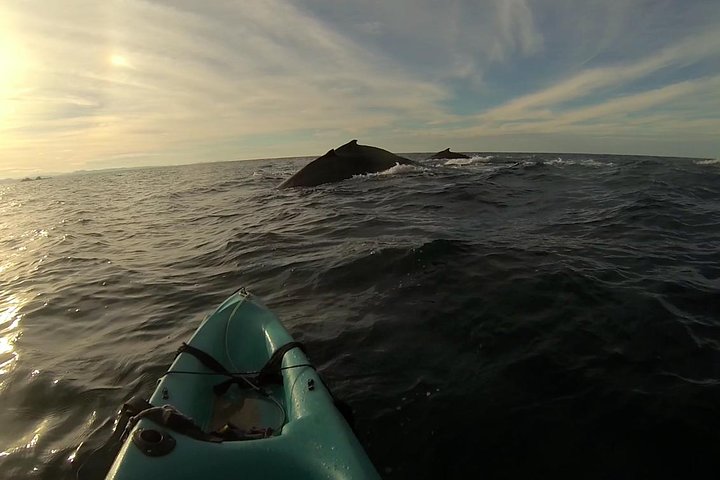 The Byron Bay Sea Kayak Tour