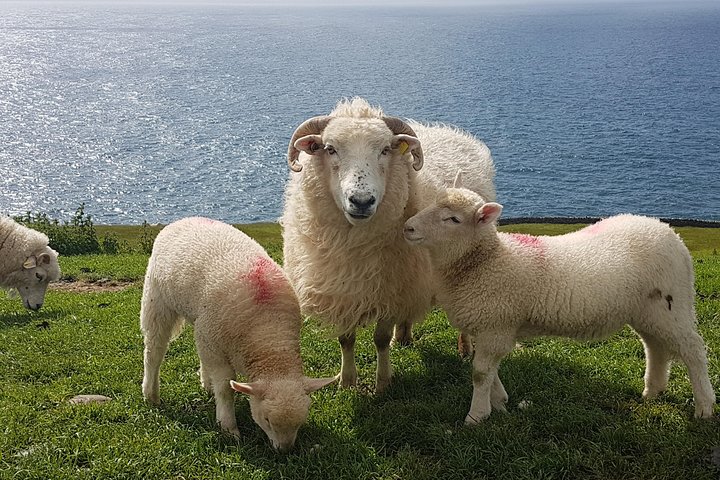 Dingle Peninsula and Slea Head Drive Group Tour