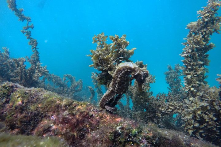 Los Túneles Snorkeling Tour from Isabela Island