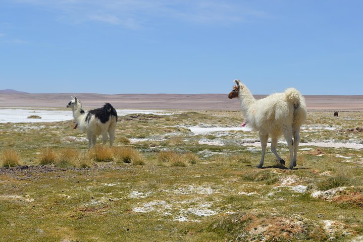 Iquique, Salar del Huasco National Park - Full day