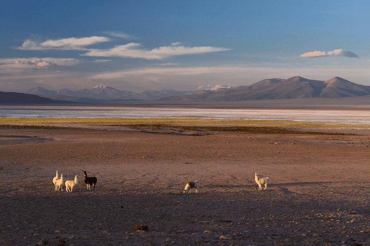 Iquique, Salar del Huasco National Park - Full day