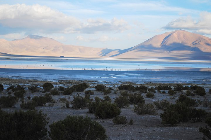 Iquique, Salar del Huasco National Park - Full day