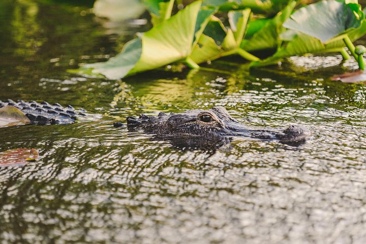 Everglades VIP Airboat Tour with Transportation Included