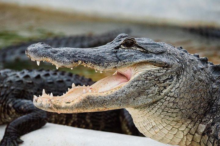 Everglades VIP Airboat Tour with Transportation Included