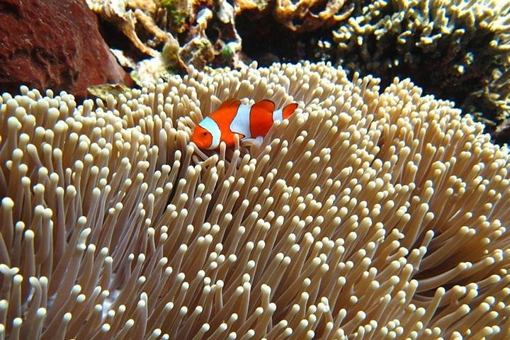 East Java Exotic Day Tour: Menjangan & Tabuhan Island Open Trip from Banyuwangi