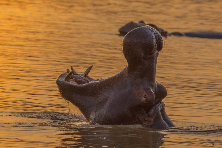 Shoreline Hippo and Crocodile Boat Cruises, iSimangaliso Wetland Park