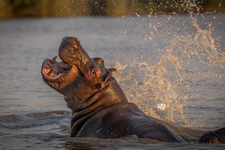 Shoreline Hippo and Crocodile Boat Cruises, iSimangaliso Wetland Park