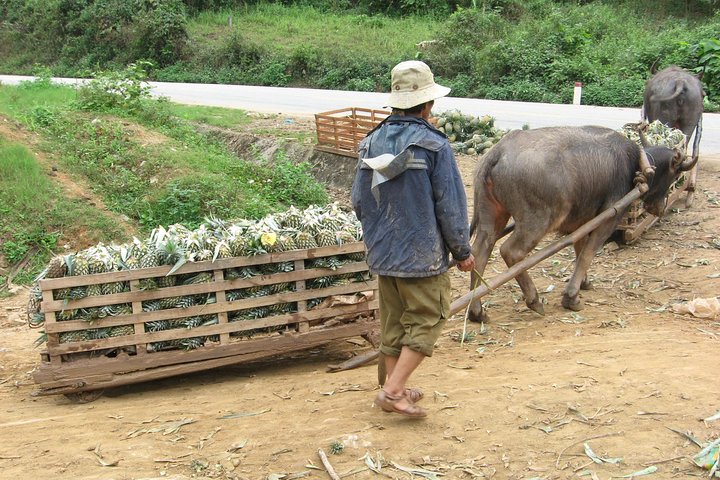 Dalat - Central Highland - Nha Trang